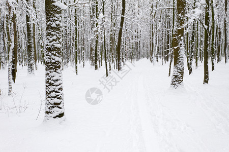 冻结的森林和道路图片
