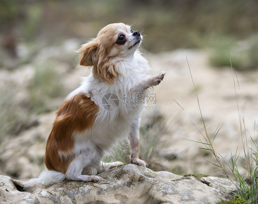 秋天的吉华狗在大自然中的照片图片