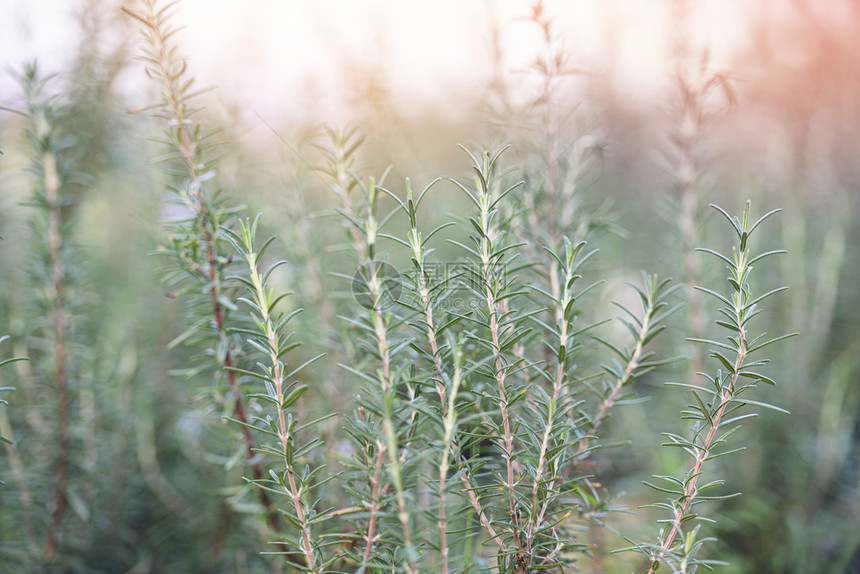 在花园种植有机迷迭香物以提取基本油新鲜迷迭香草绿色本底有选择的重点图片