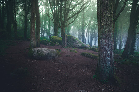夏日清晨美丽的神秘森林梦幻的雾风景图片