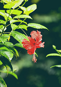 花朵在园中红开以自然绿色本天热带花朵植物高清图片