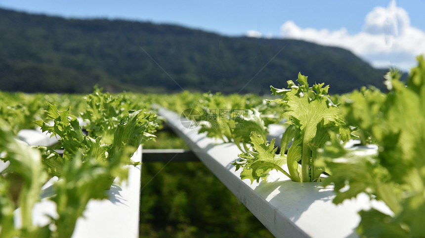 蔬菜水栽系统青春和新鲜的FrilliceIceberg沙拉种植花园水养农场物在水上种没有土壤农业的水栽培植物户外有机卫生食品图片