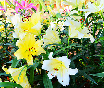 东方百合花朵盛开于春天园杂交背景