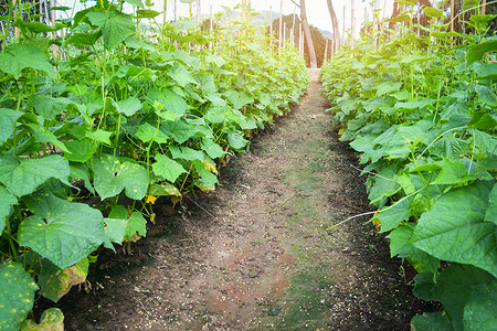 亚洲种植蔬菜黄瓜有机农业图片