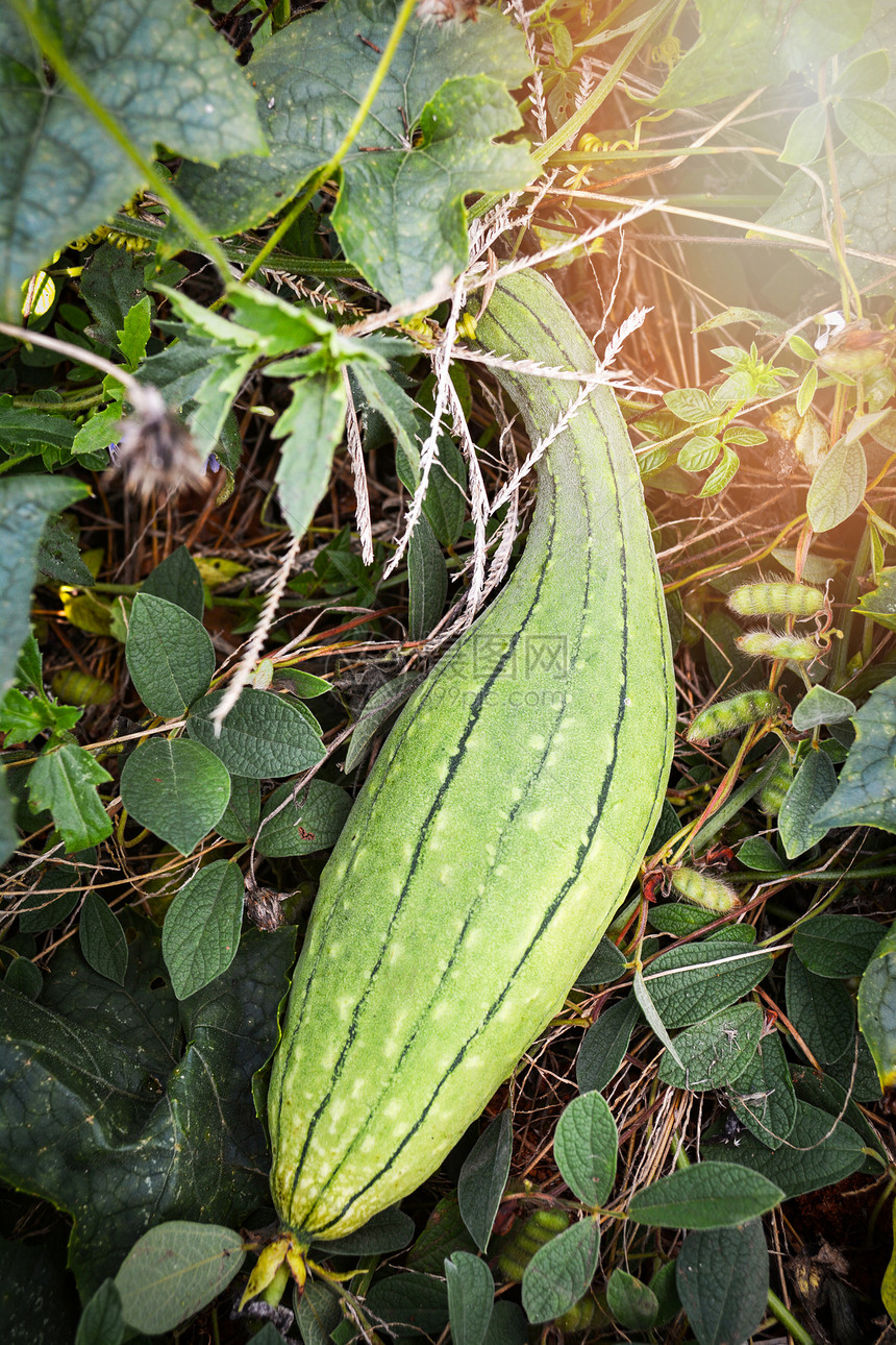 Zucchini绿海绵瓜植物园的藤树上图片