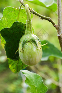 茄子田蔬菜农业场树上新鲜绿色的黄茄树上有机植物图片