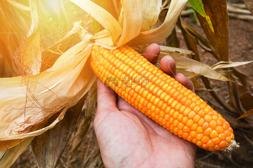 农民收获业的玉米田产品图片