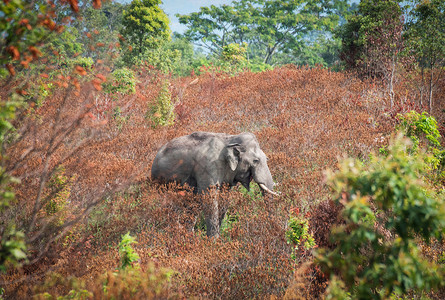 野生动物保护区亚洲大象自然的颜色变化图片