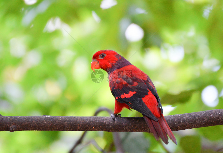 红鹦鹉鸟站在树果上绿色背景图片