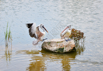 自然河流中的斑点鸟佩勒卡尼达坎纳斯高清图片
