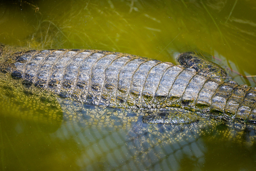 在自然水河动物野生爬行上漂浮的鳄鱼图片