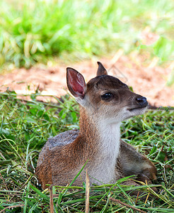 弗吉尼亚努斯幼鹿可爱动物野生埃尔德和斯柯躺在草丁上的鹿刺挂背景