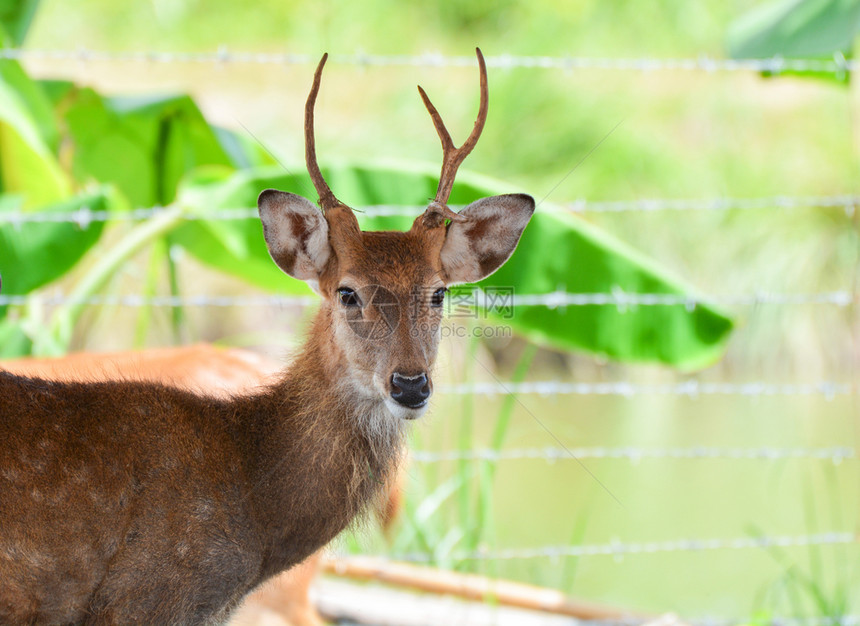 Eldsdeerthamin农场中的野生物图片