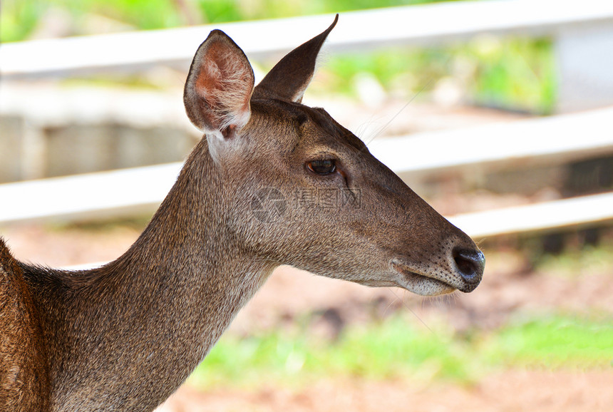 农场Eldsdeerthamin图片