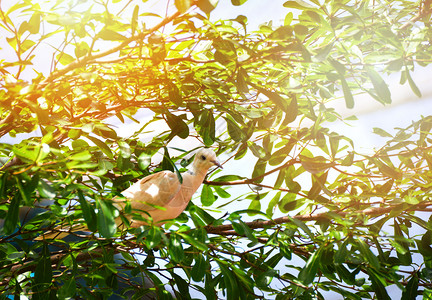 科伦巴利维亚在树上刺穿帝国鸽鸟在树上刺穿枝的白野鸽子Columbidae背景