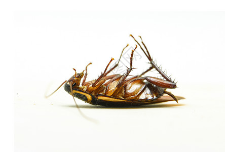 外侧肌白种背景杀虫剂产品上孤立的死蟑螂背景