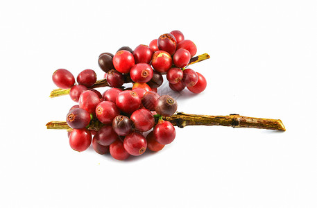 红色咖啡豆以白色背景孤立的新鲜红咖啡豆从农业场收获的阿拉伯咖啡莓背景
