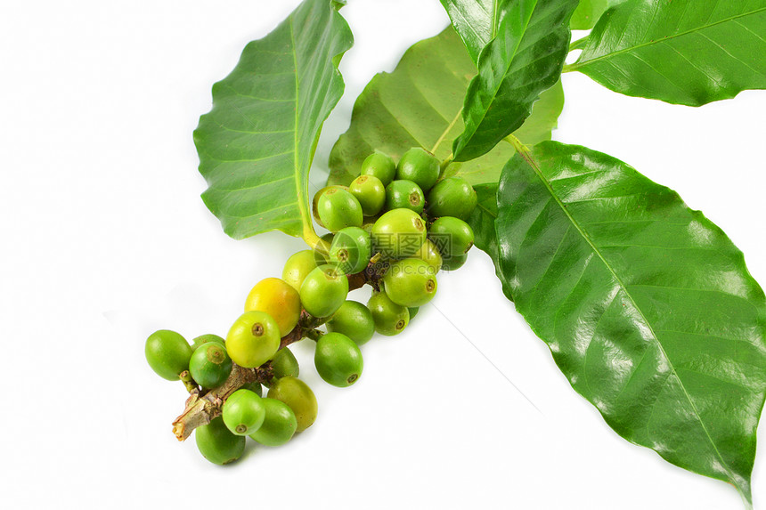 白色背景隔离的新鲜生菜绿色咖啡豆和叶农业场的阿拉伯咖啡莓收获图片