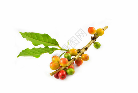 在白色背景上隔离的新鲜红绿咖啡豆和叶从农业场收获的阿拉伯咖啡莓图片