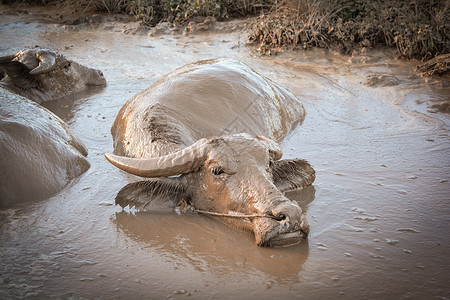 泥池中的水牛放松时间动物在山上的时间水牛田地亚洲图片