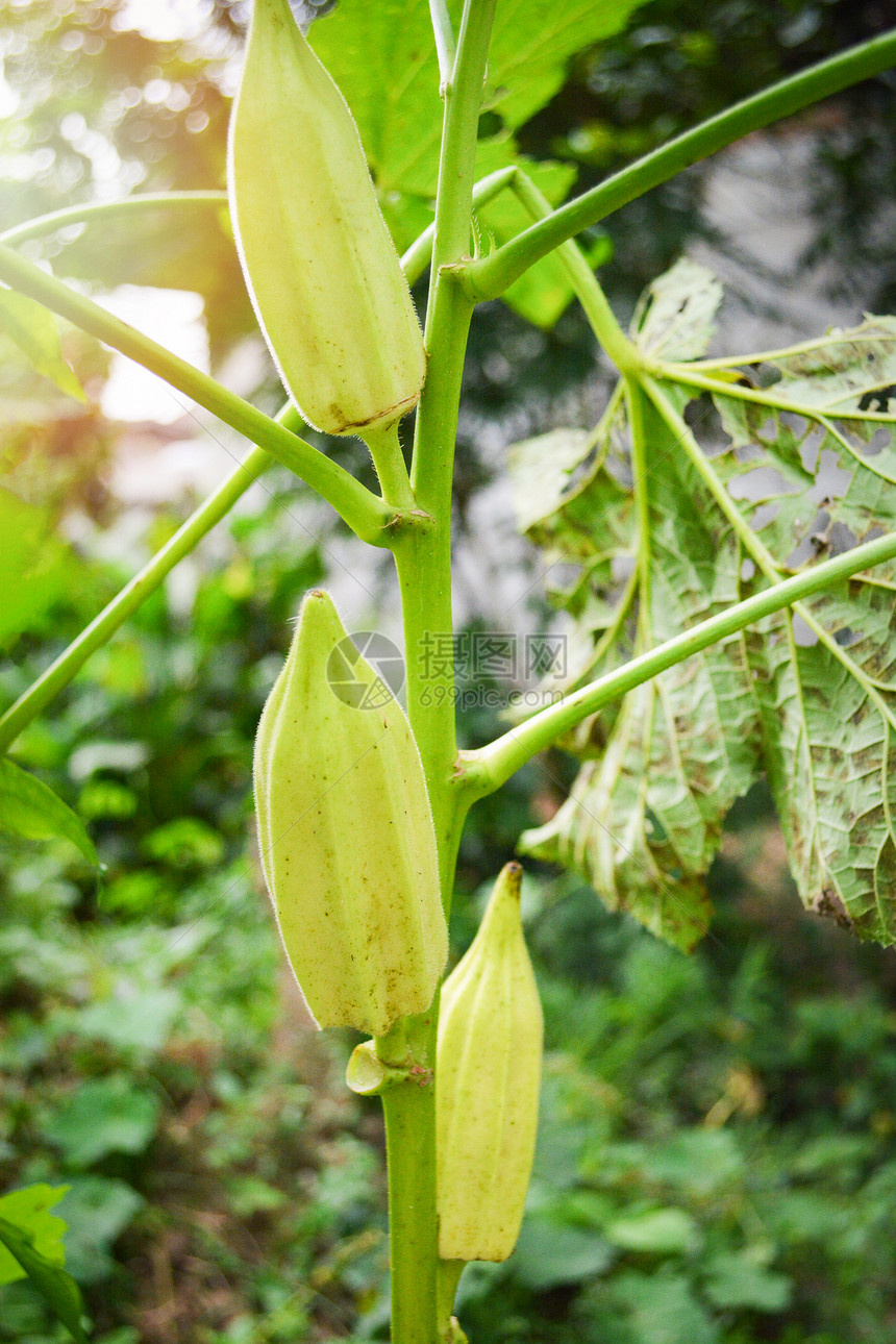 Okra植物天然花园树上的绿草果图片