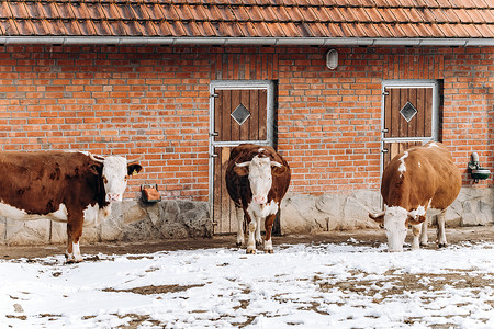 饲畜业棕色和白奶牛在冬季靠近农场大楼背景