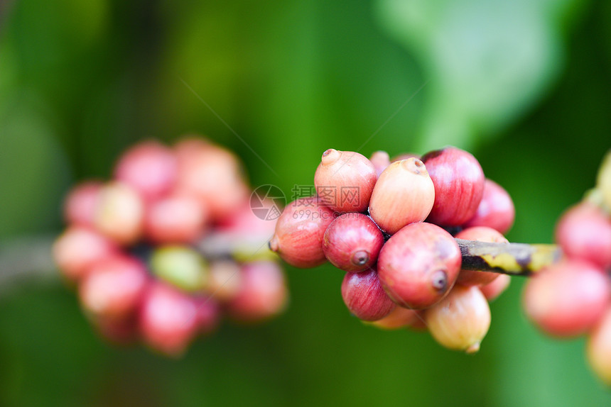 咖啡树上新鲜豆阿拉伯草莓种植图片