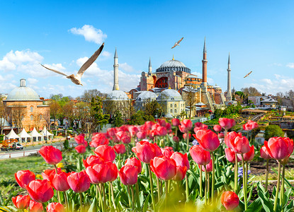 城市下的郁金香伊斯坦布尔图利普节期间的Tullip背景