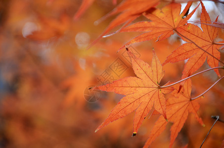 秋底的美林木图片