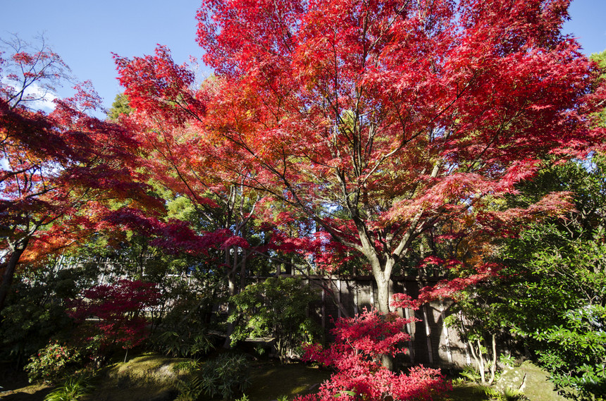 秋天在日本兵库县喜梅吉的Kokoen花园Kokoen花园是位于喜梅吉城堡旁边的日本花园图片