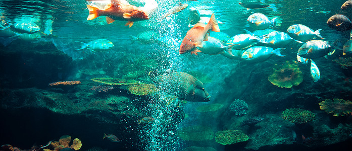 海洋生物鱼类水下游鱼多彩大型水族馆中各种类的鱼罐有美丽珊瑚礁图片