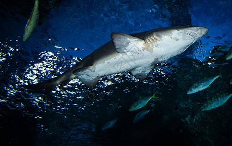 在海底游动的大白鲨图片