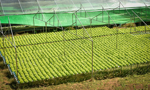 绿色橡皮生菜沙拉种植花园水养农场沙拉种植在温室有机物中用于健康食品的无土壤农业水背景图片
