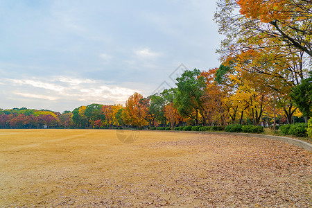 公园花的红树林天线有草场京都市关西多彩的秋季有叶子或落日本的树木自然景观背背景图片