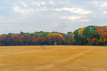 公园花的红树林天线有草场京都市关西多彩的秋季有叶子或落日本的树木自然景观背背景图片