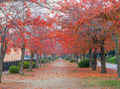红色的离开走廊有街道或路秋天在关西大阪市秋天落下树枝和日本的木自然景观背背景图片