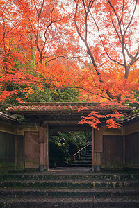 在秋季树林多彩京都关西日本自然景观背背景图片
