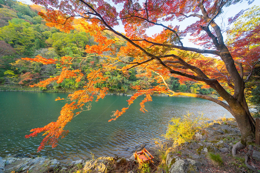 在京都关西青山河附近的多彩秋季节红树叶或落日本有蓝天空的树木自然景观背图片