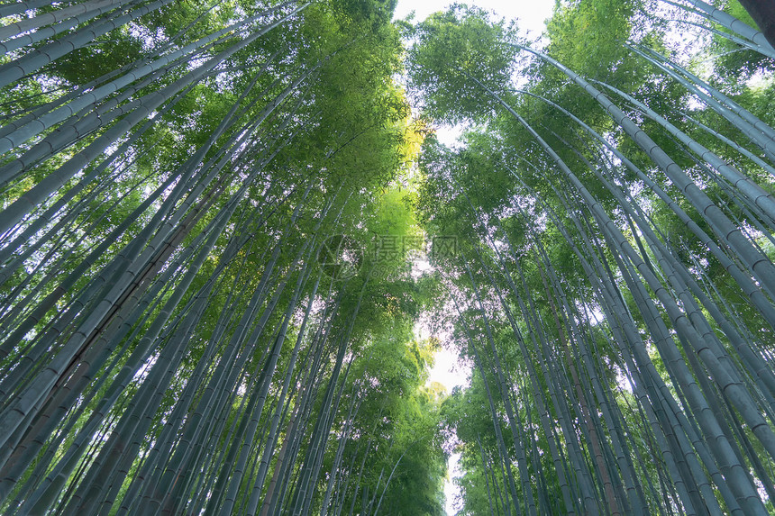 日本竹林山高树日本京都郊外旅行度假中的高山树自然公园高景观背图片