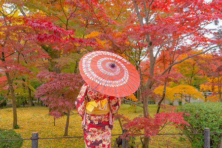 一名身着日本传统和服的亚裔妇女身着红伞图片