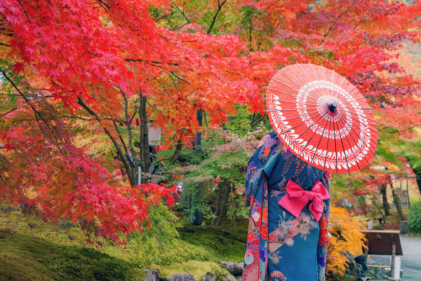 一名身着日本传统和服的亚裔妇女身着红伞图片