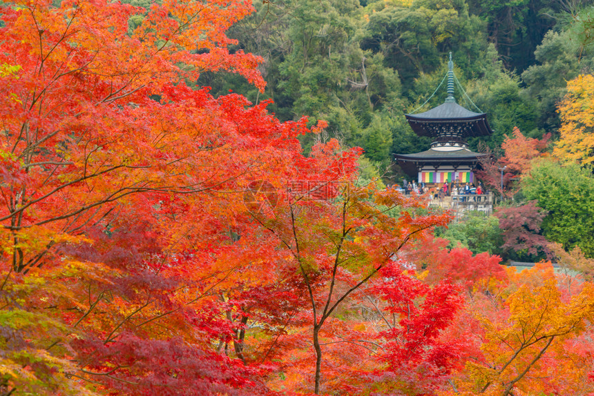 EikandoZenrinji寺庙有红色的树叶或秋天多彩的树木京都日本自然景观背图片