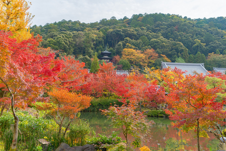 EikandoZenrinji寺庙有红色的树叶或秋天多彩的树木京都日本自然景观背图片