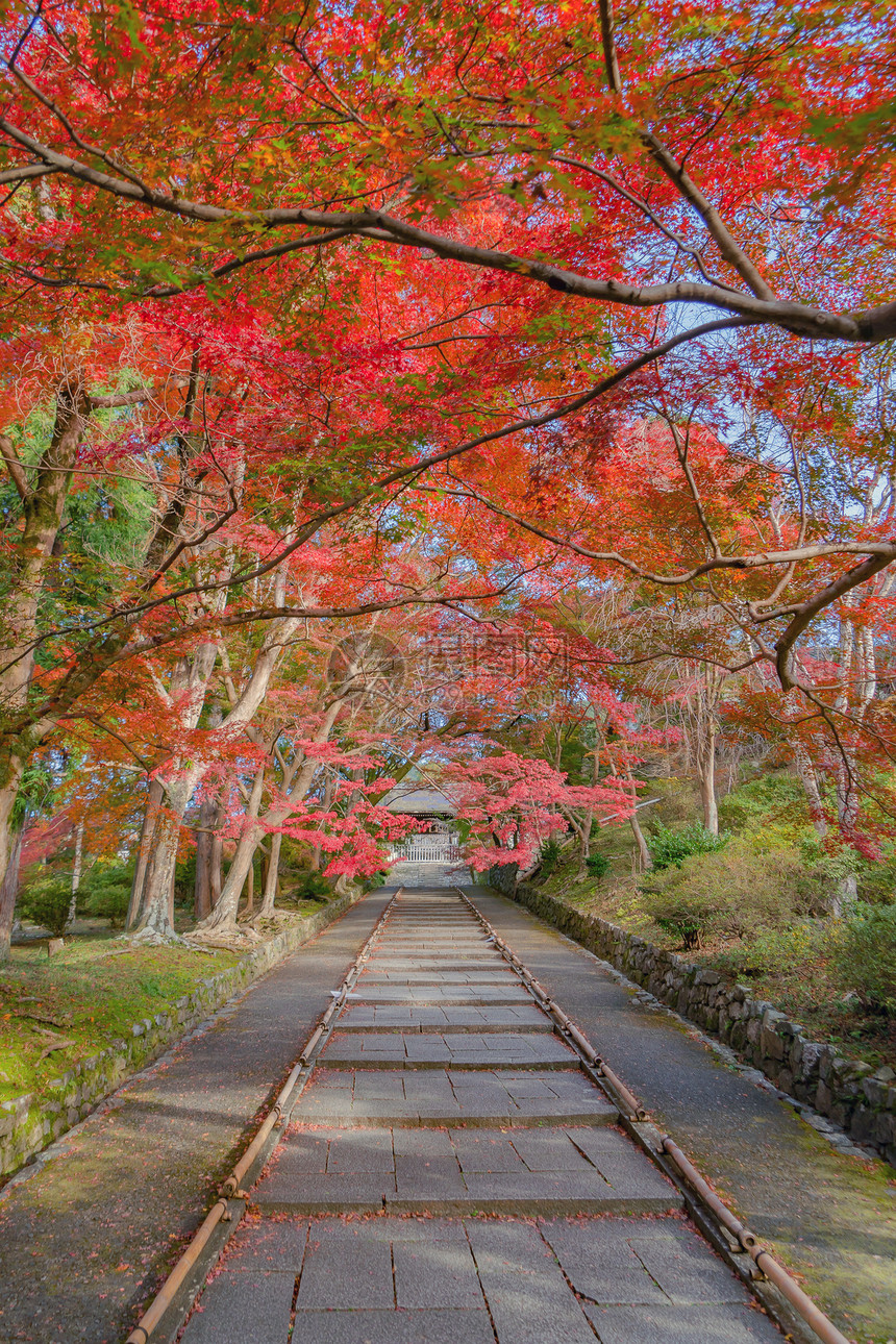 Bishamondo寺庙有红色的树叶或秋天多彩的树木京都日本自然景观背图片