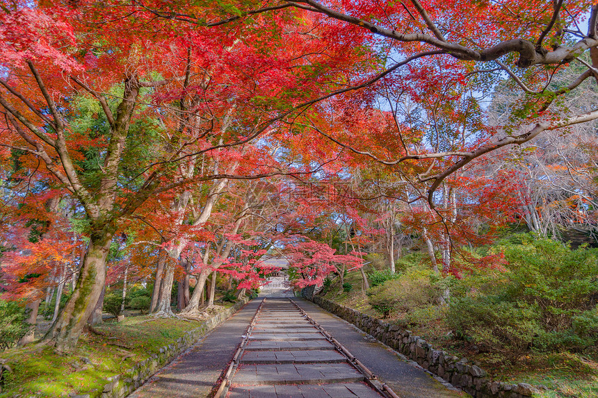 Bishamondo寺庙有红色的树叶或秋天多彩的树木京都日本自然景观背图片