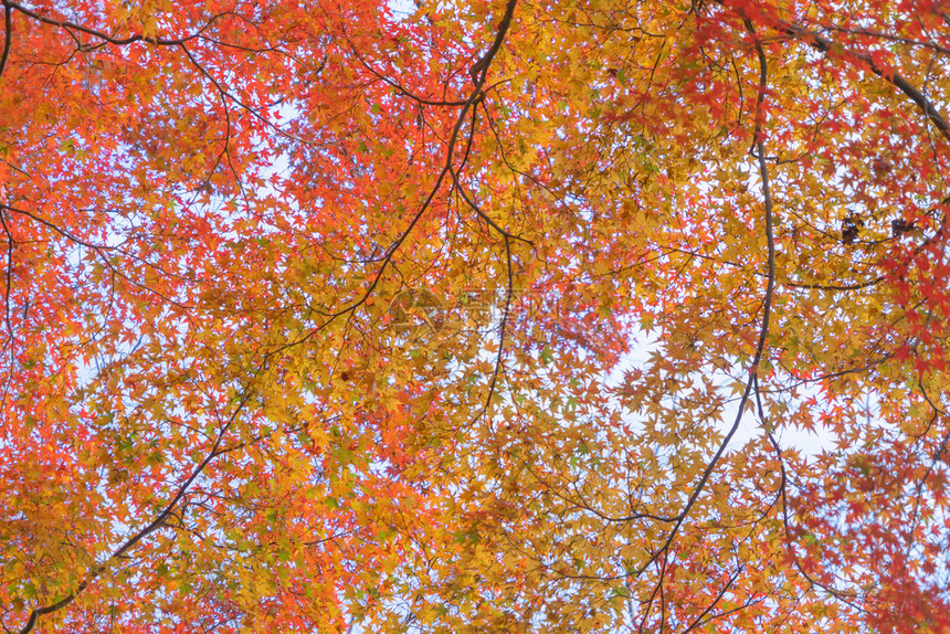 山桥藤川口子附近的多彩秋季红树叶或落五湖日本有蓝天空的树木自然景观背图片