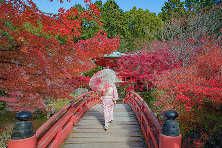 辛吉塔一名身着日本传统和服的亚裔妇女站在戴戈吉塔寺秋季有红色的树叶或落背景