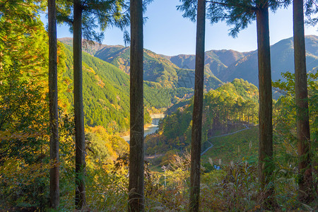 在日本公园的热带森林和夏季的山丘或中拔起绿树自然地貌背景图片
