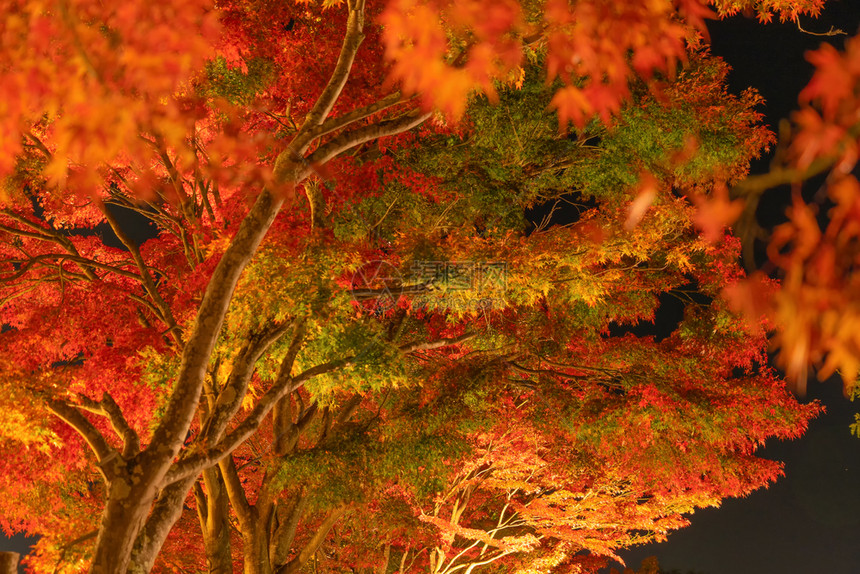 红色秋天的树叶隧道即走廊明亮的红树叶或秋天图片