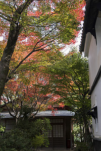 日本京都Kodai寺庙Zen花园图片